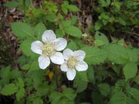 春、香貫山の草花
