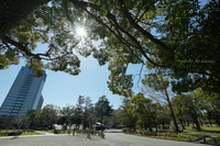 プロフィール撮影会＊静岡かさこ塾生企画！新緑まぶしい駿府城公園にて 2016/03/25 08:32:47