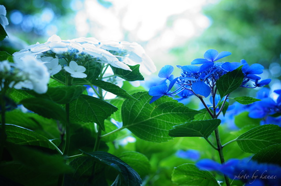 PPC活動 in 伊豆四季の花公園＊紫陽花　出会った表情は全て違う