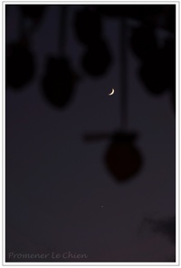 月と金星・・・干し柿の間から見た。 2013/11/07 18:11:03