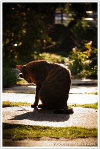 ウチの・・ねこ＊フォト　マサオ♂１１月 2013/11/17 12:09:07