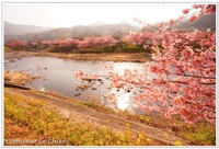 PPC(Pantas Photo Club)活動報告＠河津桜〜その３〜 2014/03/01 21:32:04