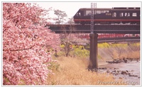 PPC(Pantas Photo Club)活動報告＠河津桜〜その４〜 2014/03/04 09:22:21