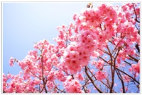 庭の陽光桜＊花模様フォト 2014/04/09 20:53:50