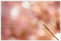 庭の御殿場桜＆ﾄﾞｳﾀﾞﾝﾂﾂｼﾞ＆満月＆PPC＊フォト日記 2014/04/16 22:11:31
