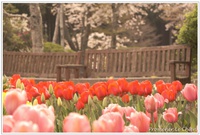 PPC(Pantas Photo Club)活動in富士霊園・秩父宮記念公園〜その３〜 2014/05/02 20:11:38