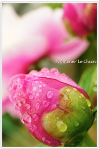 雨上がり＊庭の花＊カメラ時間 2014/05/13 12:44:54
