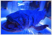 PPC(Pantas Photo Club)活動 in 深海水族館・清水町丸池〜その１〜 2014/06/18 23:15:45