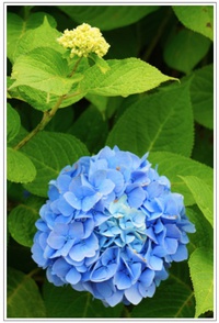 PPC(Pantas Photo Club)活動報告♪その４〜清水町 丸池編〜 2014/07/01 22:08:51