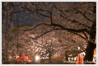三嶋大社＊夜桜・・PPC臨時活動！ 2015/04/13 12:55:11