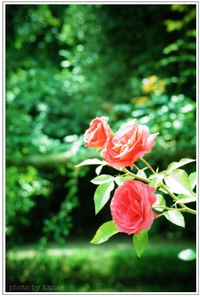 PPC活動 in 河津バガデル公園＊薔薇フォト出遅れでも撮る~その１~ 2015/06/18 09:14:44
