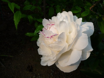 シャクヤクの花