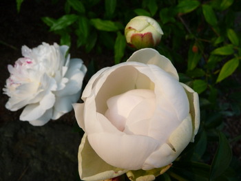 シャクヤクの花