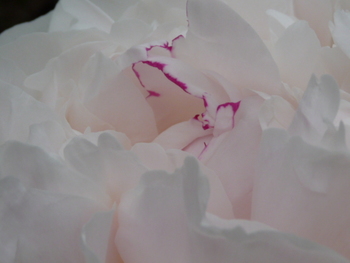 シャクヤクの花