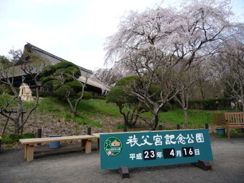 秩父宮記念公園の桜