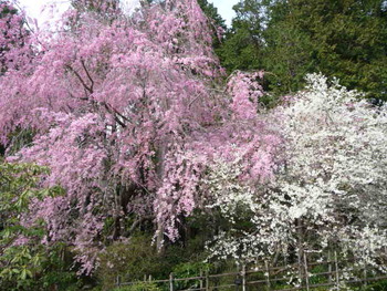 秩父宮記念公園の桜