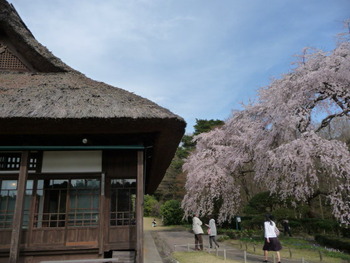 秩父宮記念公園の桜