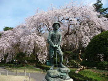 秩父宮記念公園の桜