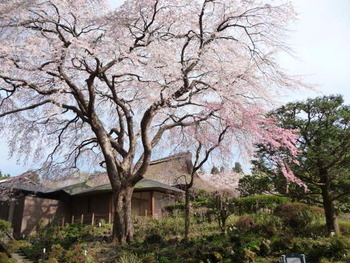 秩父宮記念公園の桜