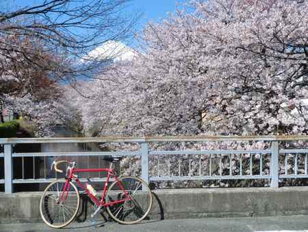 富士市の桜
