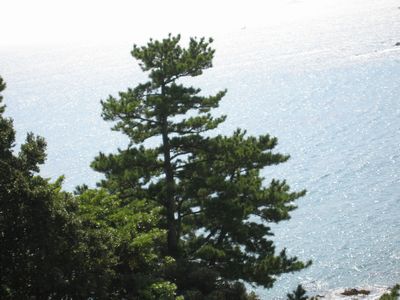 伊豆東海岸