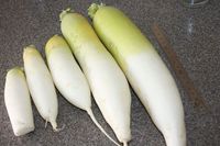 だいこん(179日め-終了)