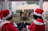 12/1～25：猛獣エキサイティングランチ　クリスマス