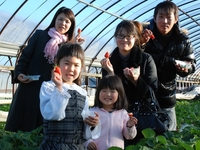 12/15～5/6：いちご狩り（江間いちご狩りセンター）