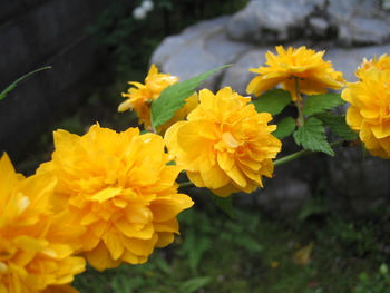 山吹の花
