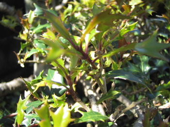 柊（ひいらぎ）の新芽