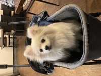 ラブちゃん！