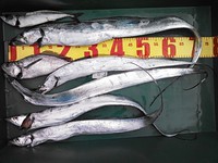 釣果情報(陸っぱりタチウオエサ釣り)