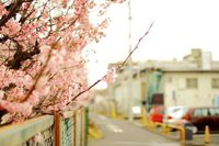 残念ながら荒廃に死亡しました