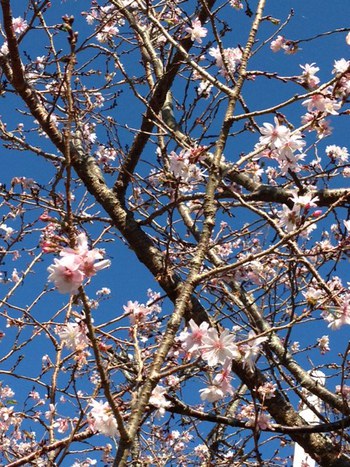 お天気が良いので「さくらの里」に１０月桜を見に行きました。