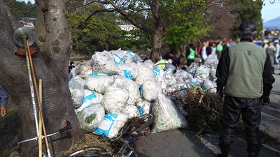 龍巌淵の桜[令和2年(2020年)4月13日　令和2年春の最終報告]