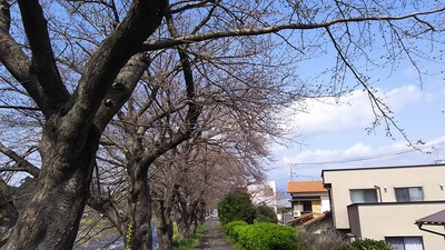 龍巌淵の桜(平成29(2017)年3月29日)