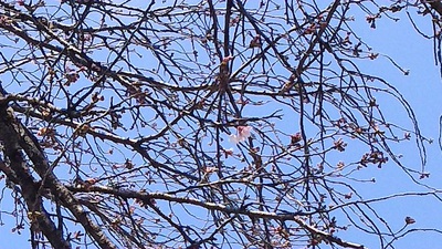 龍巌淵の桜(平成29(2017)年3月29日)