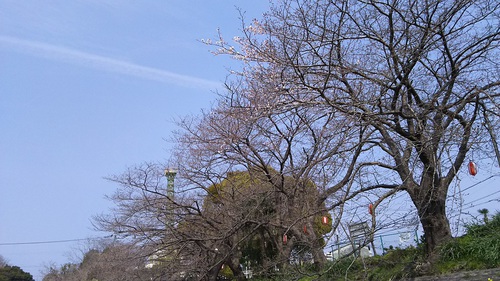 龍巌淵の桜(平成29(2017)年3月30日)
