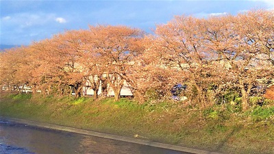 龍巌淵の桜　［平成30年（2018年）3月22日］