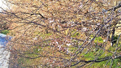 龍巌淵の桜　［平成30年（2018年）3月22日］