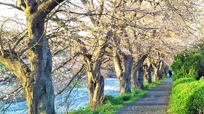 龍巌淵の桜　［平成30年（2018年）3月22日］