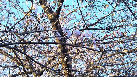 龍巌淵の桜　［平成30年（2018年）3月22日］