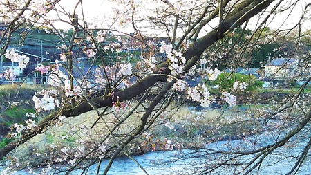 龍巌淵の桜　［平成30年（2018年）3月22日］