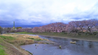 龍巌淵の桜　［平成30年（2018年）3月23日］