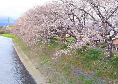 龍巌淵の桜　［平成30年（2018年）3月23日］