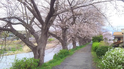 龍巌淵の桜　［平成30年（2018年）3月23日］