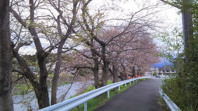 龍巌淵の桜　［平成30年（2018年）3月23日］
