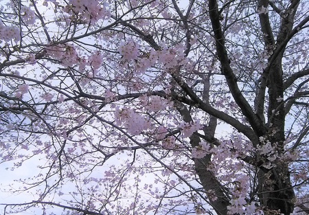 龍巌淵の桜　［平成30年（2018年）3月23日］