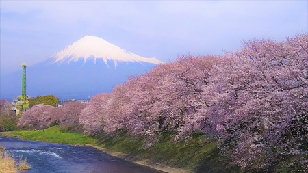 龍巌淵の桜　［平成30年(2018年)3月26日］