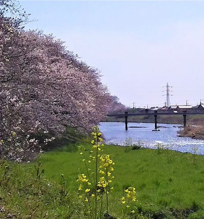 龍巌淵の桜　［平成30年(2018年)3月26日］